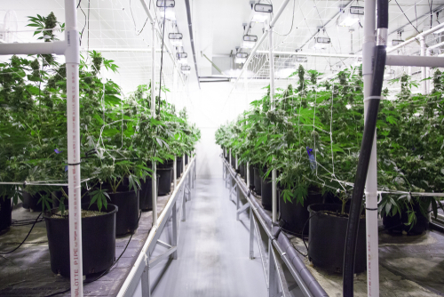 Cannabis,Grow,Operation